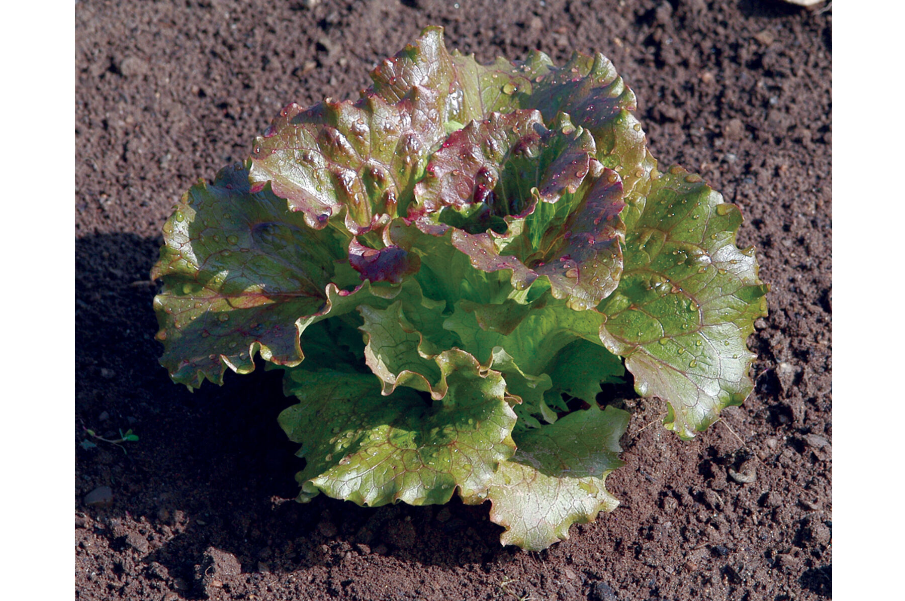 Magenta - Pelleted Lettuce Seed | Johnny's Selected Seeds