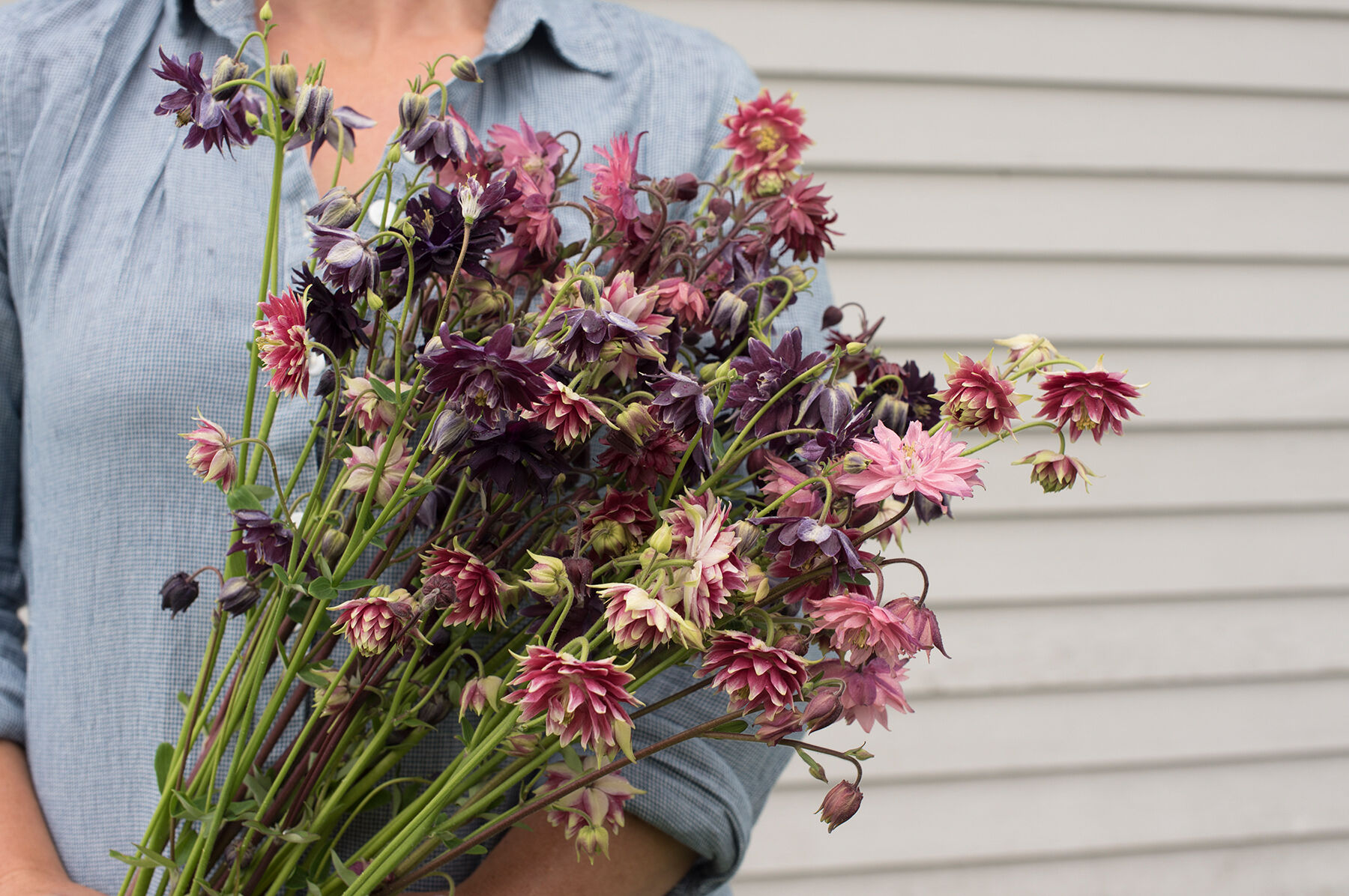 Johnny's Selected Seeds Barlow Mix Columbine Seed - Thumbnail 2