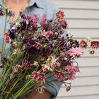 Barlow Mix Columbine