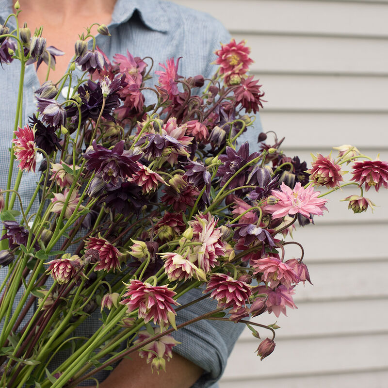 Barlow Mix Columbine