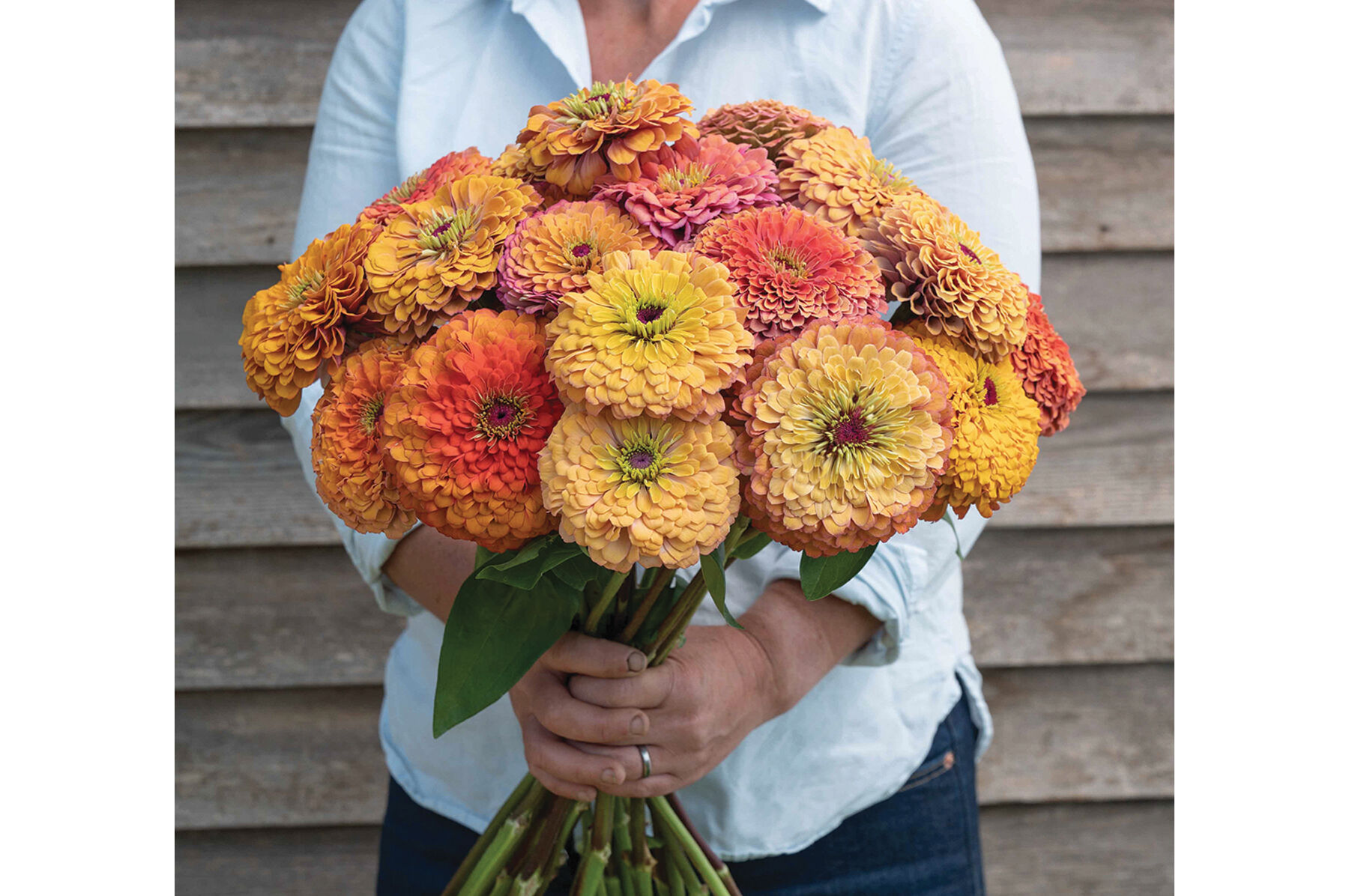 Zinnia Seeds - Unique Varieties | Johnny's Selected Seeds