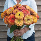 Aurora Johnny's Zinnias