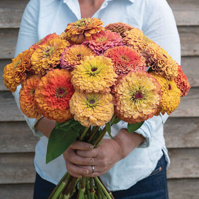 Aurora Johnny's Zinnias