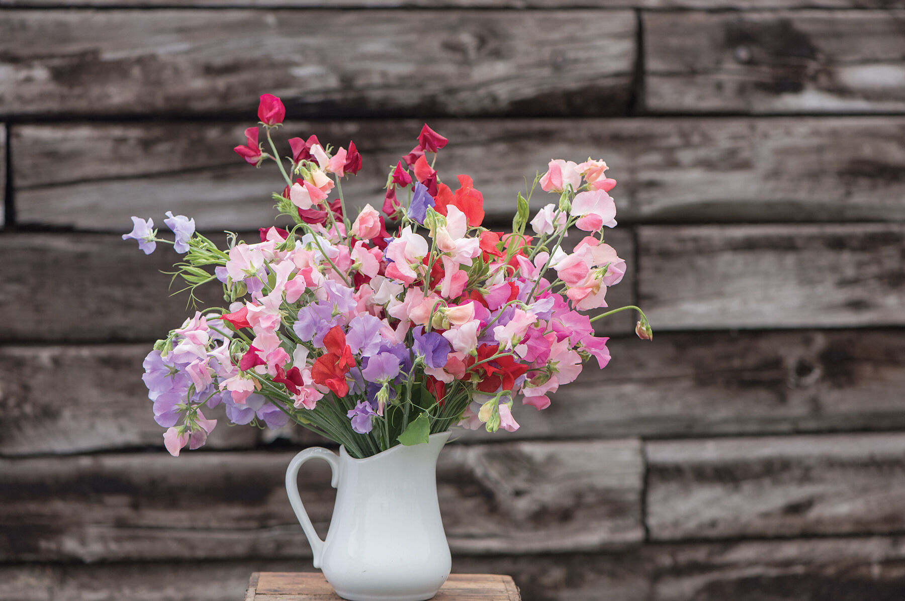 Elegance Formula Mix Sweet Peas