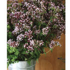 Wild Marjoram Marjoram