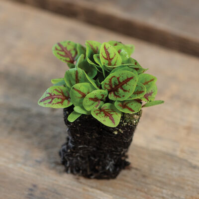 Sorrel, Red Veined Microgreens