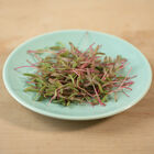 Purslane, Red Gruner Microgreen Vegetables