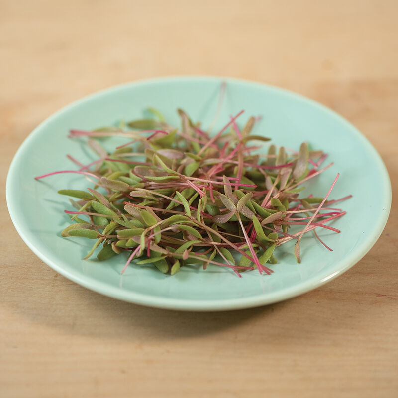 Purslane, Red Gruner Microgreen Vegetables
