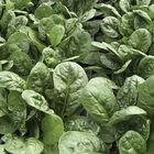 Sunangel Savoyed-Leaf Spinach