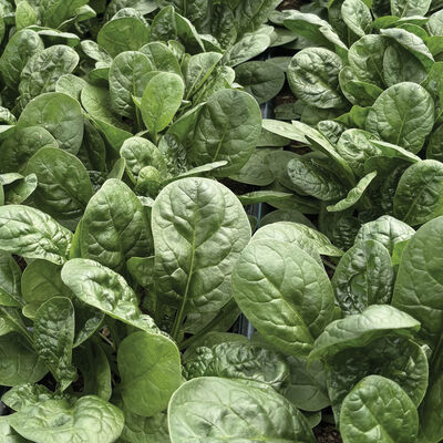 Sunangel Savoyed-Leaf Spinach