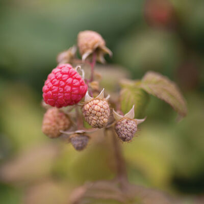 Killarney Raspberry