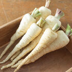 Albion Parsnips