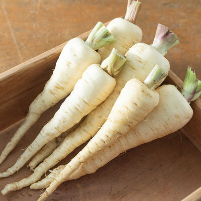 Albion Parsnips