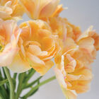 Charming Beauty Tulips