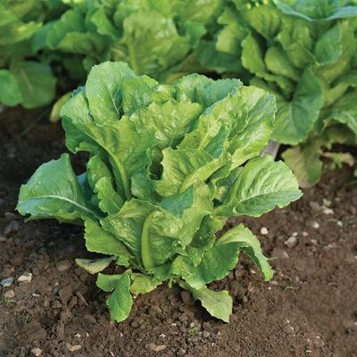 Bluerock Romaine Lettuce (Cos)