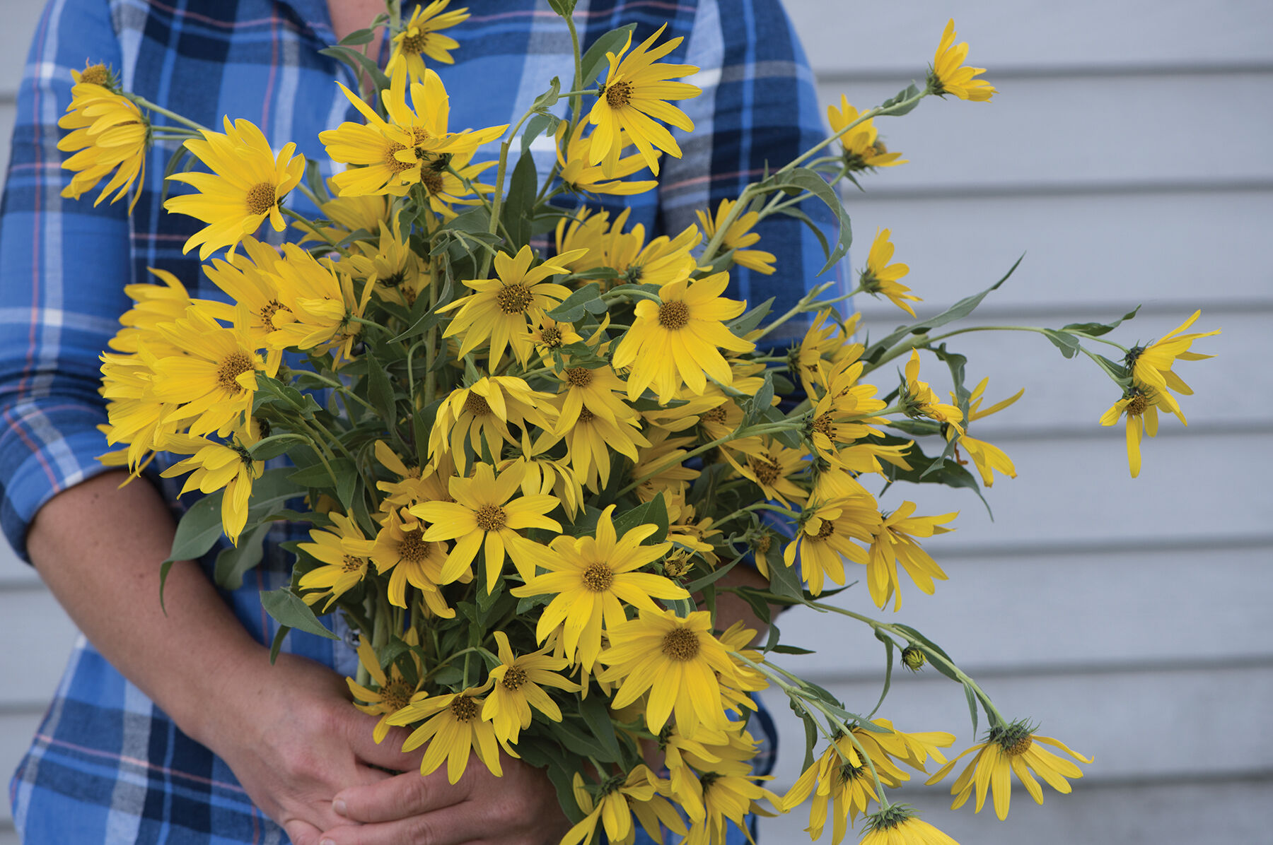 Perennial sunflower deals