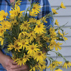 Maximilian Maximilian (Perennial Sunflower)