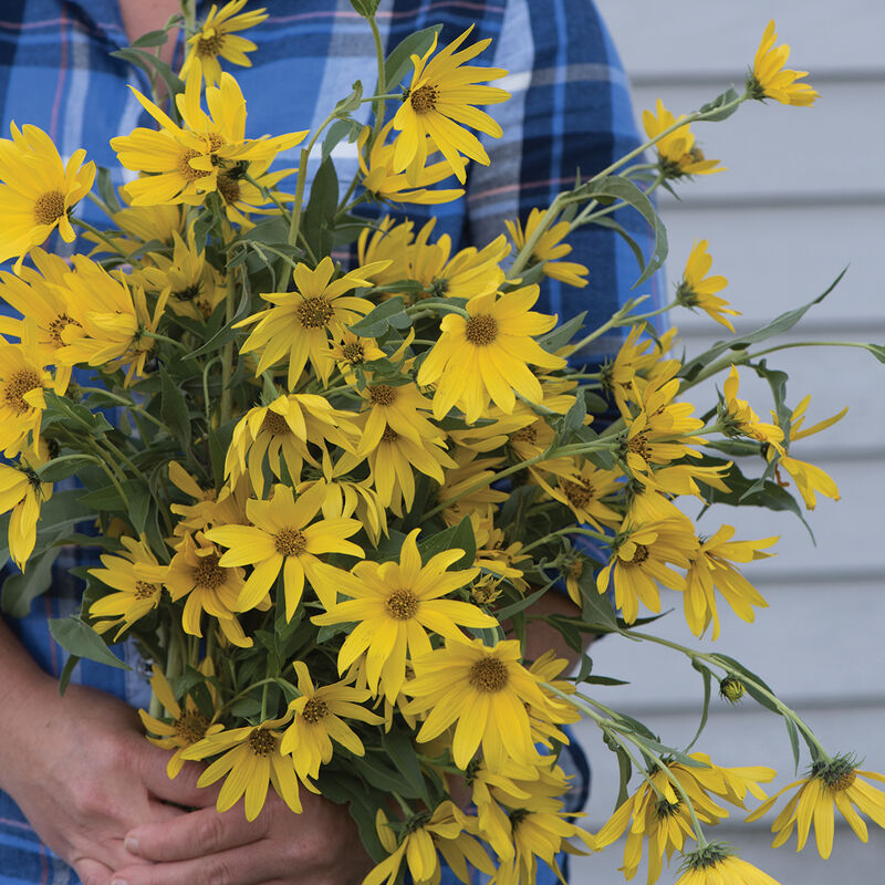 Maximilian Maximilian (Perennial Sunflower)