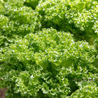 Lalique Summer Crisp Lettuce (Batavia)