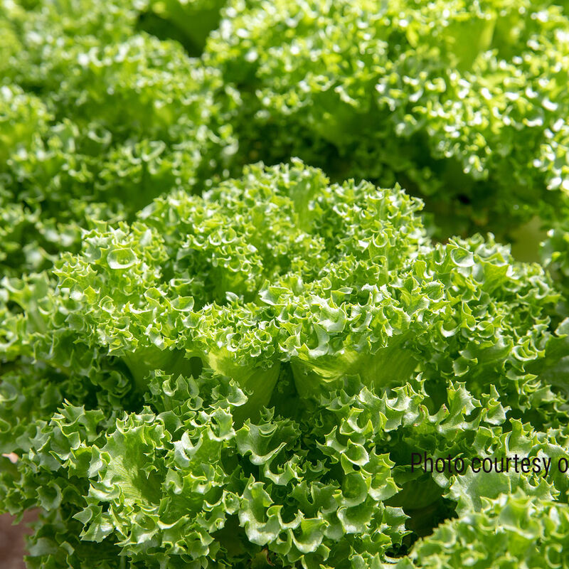 Lalique Summer Crisp Lettuce (Batavia)