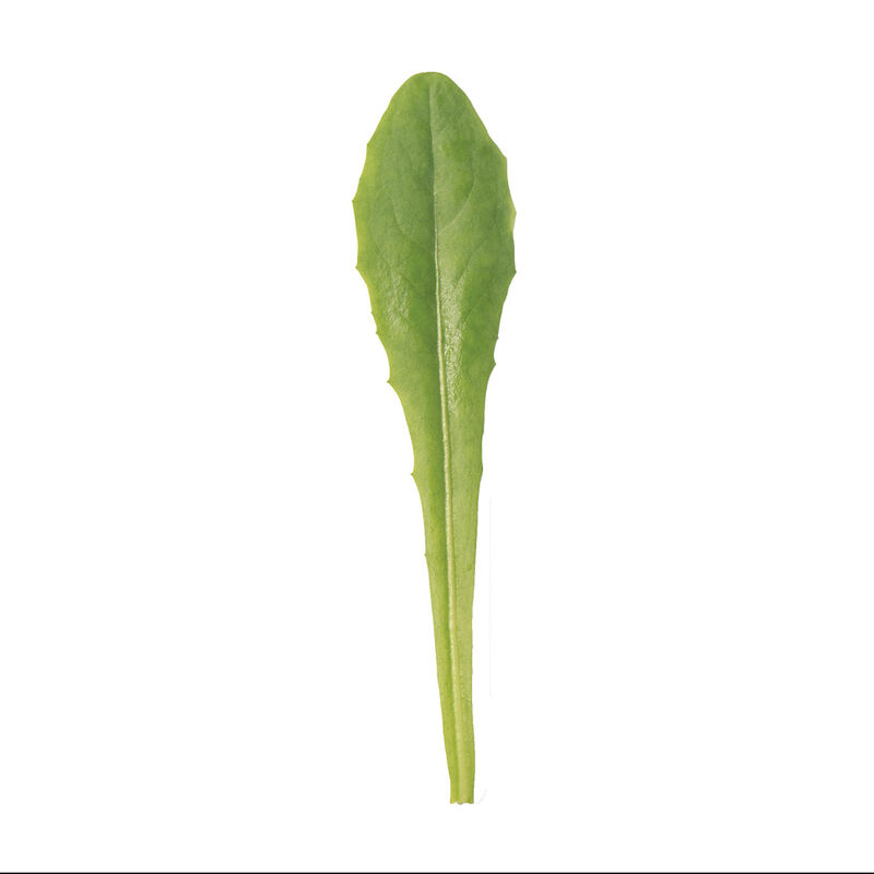 Catalogna Special Catalogna Special Italian Dandelion