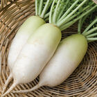 Alpine Alpine Daikon/Korean Radishes