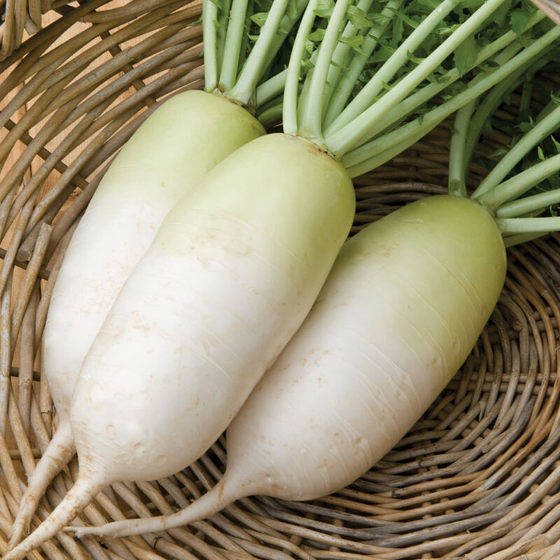 Alpine Daikon/Korean Radishes