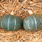Cha-Cha Winter Squash