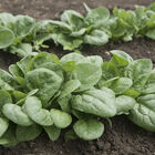 Seaside Smooth-Leaf Spinach