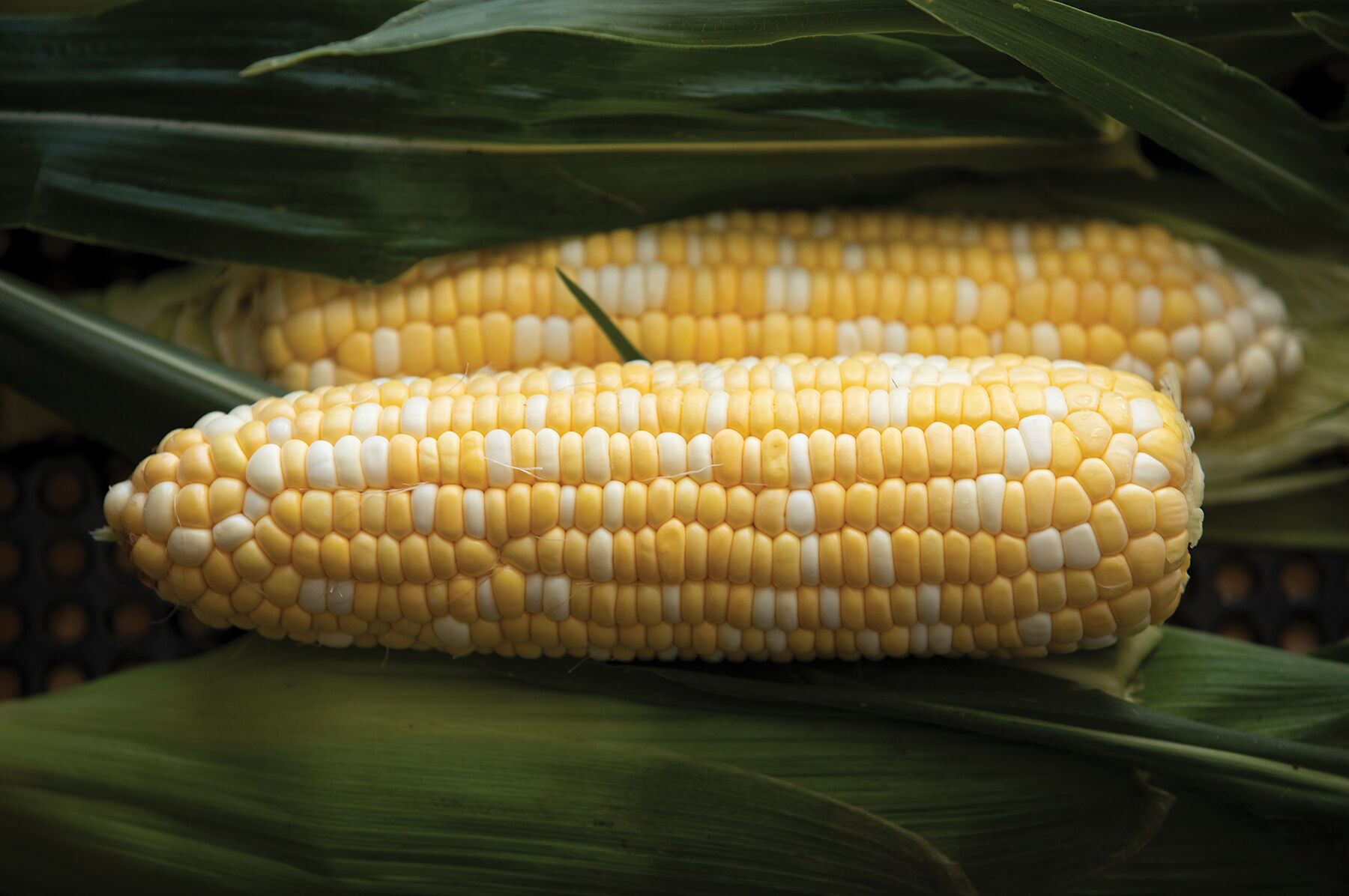 レア・ブレンド　Rare Blend Signature XR - Treated (F1) Corn Seed | Johnny's Selected Seeds