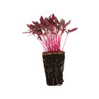 Amaranth, Garnet Red Microgreen Vegetables