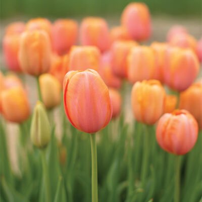 Dordogne Tulips