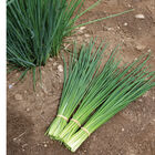 Dolores Standard Chives