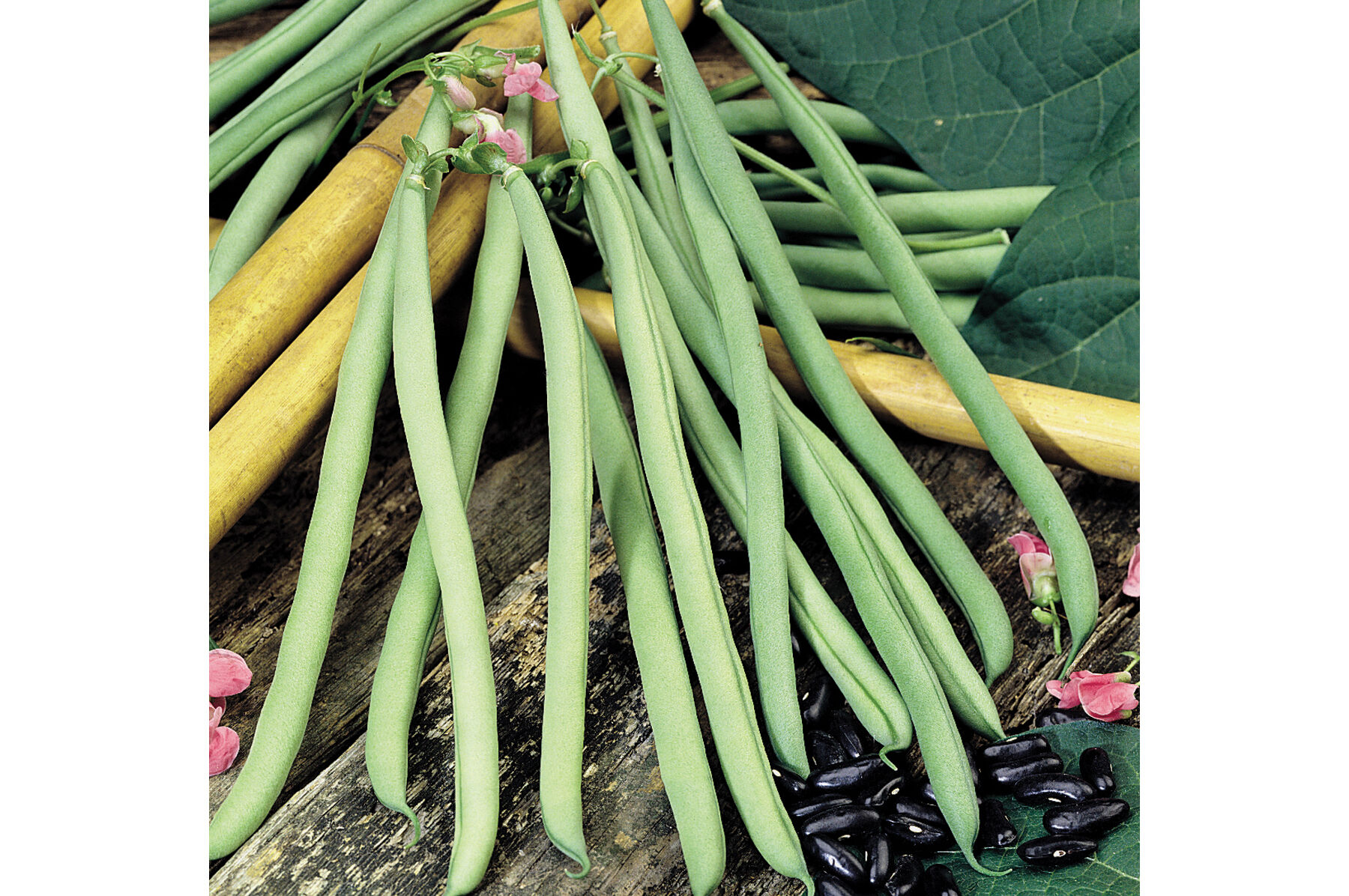 Beansページ Tiger's Eye Bush Dried Bean (85 Days) – Pinetree Garden Seeds