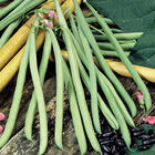 Cobra Pole Beans