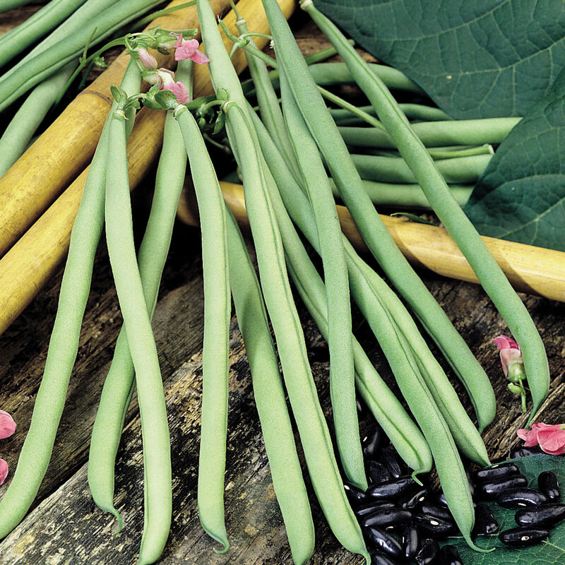 Cobra Pole Beans