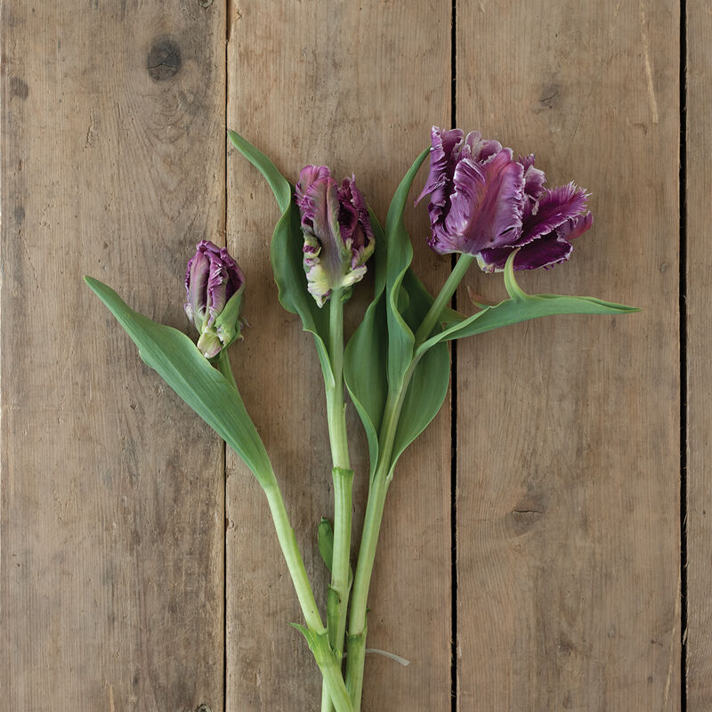 Mysterious Parrot Tulips