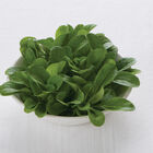 Vit Specialty Greens