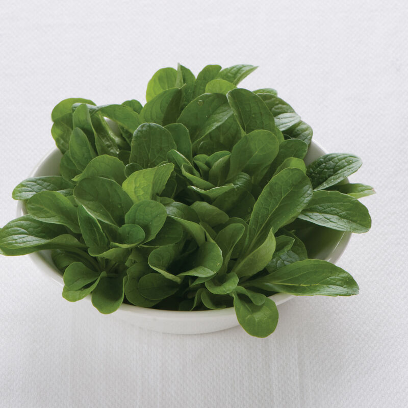 Vit Specialty Greens