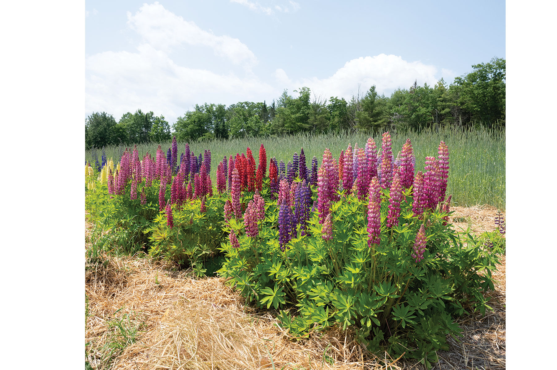 Russell's Formula Mix Lupine