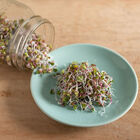 Radish, China Rose Sprouts