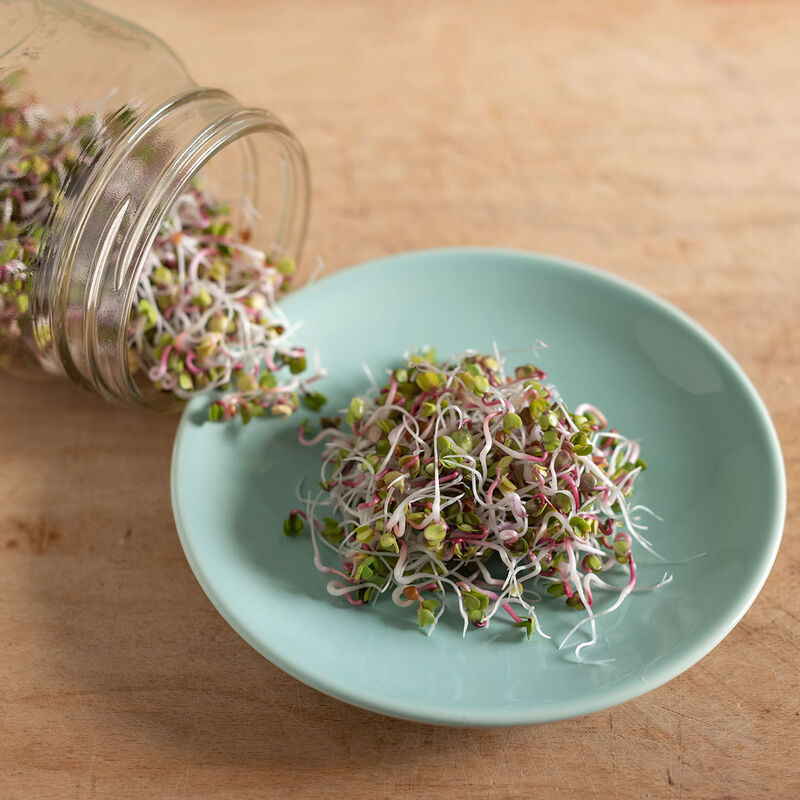 Radish, China Rose Sprouts