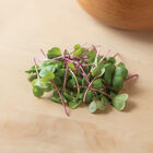Radish, Purple Stem Microgreen Vegetables