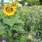 Bee Sweet Pollinator Mix Flower Collections and Mixes