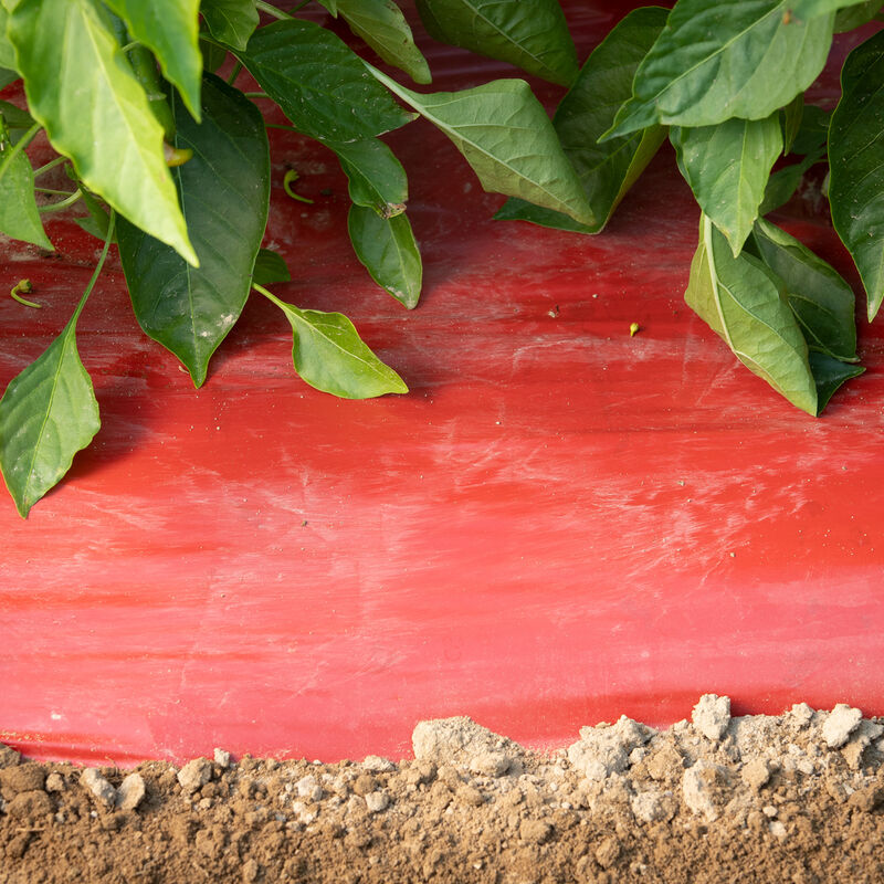 SRM Red Mulch – 4' x 30' Mulch Films