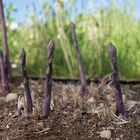 Erasmus Asparagus