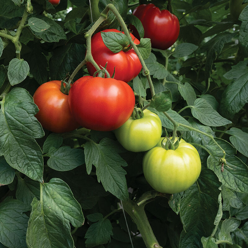 Contessa Beefsteak Tomatoes