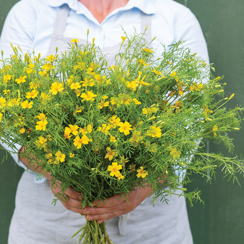 Lemon Gem Marigold