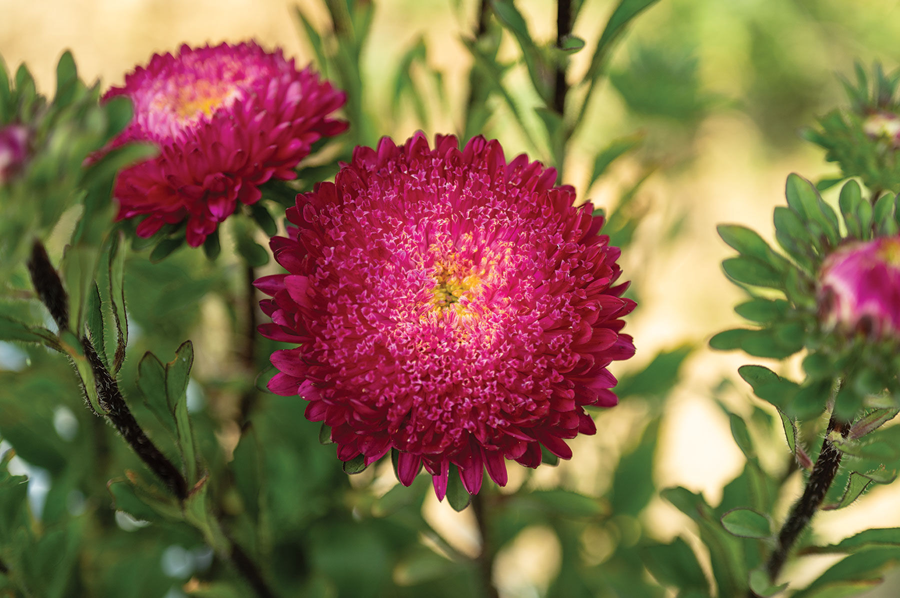 05072_01_azumi_xl_rose_aster.