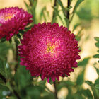 Azumi XL Rose Aster